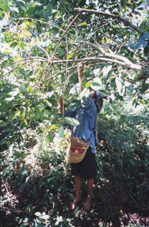 背の高いコーヒーの木を引っ張ったり、梯子にのぼり収穫